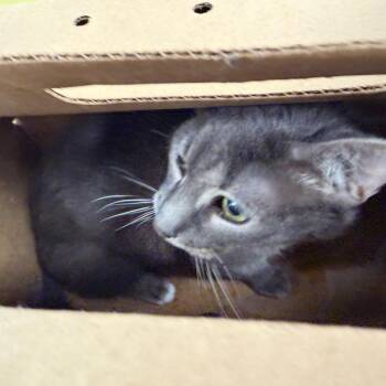 Gracie -  Domestic Short Hair Cat for Adoption in Philadelphia, Pennsylvania - Gracie | PetCurious