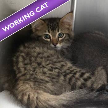 Mathew -  Domestic Long Hair Cat for Adoption in Des Moines, Iowa - Mathew | PetCurious