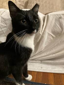 Rescue Domestic Short Hair Cats for Adoption in Seven Valleys, Pennsylvania - Socks | PetCurious