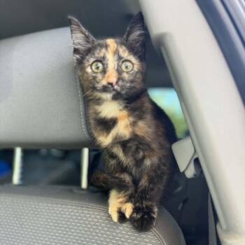 Patrice -  Domestic Short Hair Cat for Adoption in Woodstock, Virginia - Patrice | PetCurious