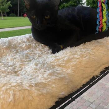 Java -  Domestic Short Hair Cat for Adoption in North Richland Hills, Texas - Java | PetCurious