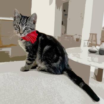 Rescue American Shorthair Cats for Adoption - Leo | PetCurious