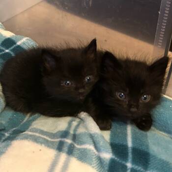 Rescue Domestic Medium Hair Cats for Adoption in Belfair, Washington - Arthur | PetCurious