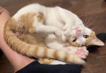 Domestic Short Hair Cats Available for Adoption in Houston, Texas - McFly (charming, Debonair…) | PetCurious