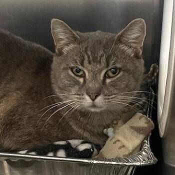 Domestic Short Hair Cats Available for Adoption - Frito | PetCurious