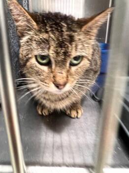 Domestic Short Hair Cats Available for Adoption in Danielsville, Georgia - Russell Feral | PetCurious