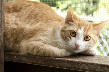 Rescue Domestic Short Hair Cats for Adoption in Cashiers, North Carolina - Justine | PetCurious