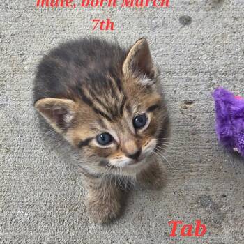 Domestic Short Hair Cats Available for Adoption in La Grange, Kentucky - Yoshi | PetCurious