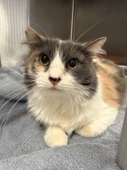 Domestic Short Hair Cats Available for Adoption in Thousand Oaks, California - Ginny | PetCurious