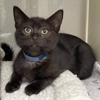 Malcolm (Navy Collar) -  Domestic Short Hair Cat for Adoption in Sunnyvale, California - Malcolm (Navy Collar) | PetCurious
