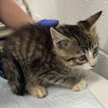 Taco -  Domestic Short Hair Cat for Adoption in Chattanooga, Tennessee - Taco | PetCurious