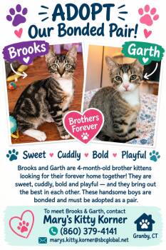 URGENT- Garth and Brooks -  Domestic Short Hair Cat for Adoption in Granby, Connecticut - URGENT- Garth And Brooks | PetCurious