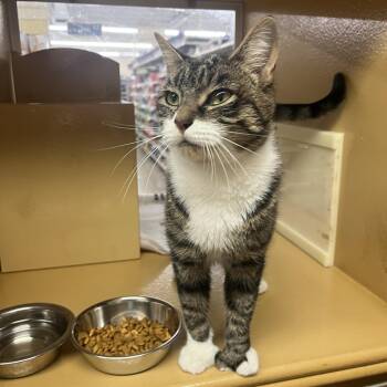Trixie -  Domestic Short Hair Cat for Adoption in Worcester, Massachusetts - Trixie | PetCurious