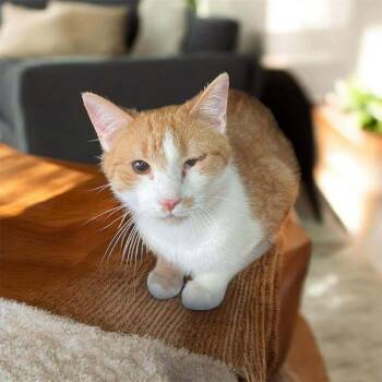 American Shorthair Cats Available for Adoption - Fanta | PetCurious