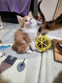 Firecracker -  Domestic Short Hair Cat for Adoption in Wheaton, Illinois - Firecracker | PetCurious