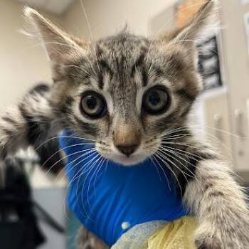 KATELYNNE -  Domestic Short Hair Cat for Adoption in Las Vegas, Nevada - KATELYNNE | PetCurious