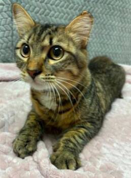Sterling -  Domestic Short Hair Cat for Adoption in Lampasas, Texas - Sterling | PetCurious