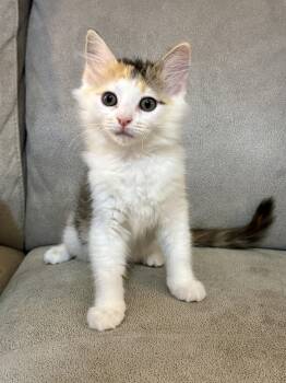 Rescue Calico Cats for Adoption in Waxhaw, North Carolina - Daisy | PetCurious