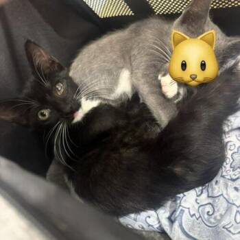 Jupiter -  Domestic Short Hair Cat for Adoption in Tampa, Florida - Jupiter | PetCurious