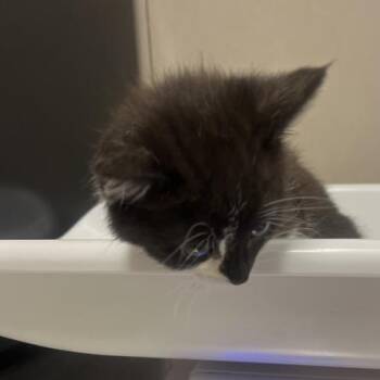 Mila -  Domestic Short Hair Cat for Adoption in Oak Park, Illinois - Mila | PetCurious