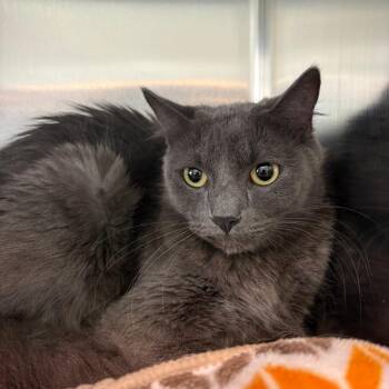Cleopatra -  Siamese Cat for Adoption in West Des Moines, Iowa - Cleopatra | PetCurious