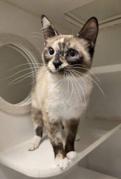 Willow -  Domestic Short Hair Cat for Adoption in Bellingham, Washington - Willow | PetCurious