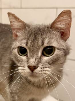 Rescue Domestic Short Hair Cats for Adoption in Chicago, Illinois - Lil Bit | PetCurious