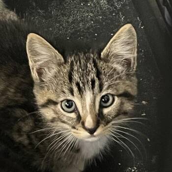 Berry -  Domestic Short Hair Cat for Adoption in Idaho Falls, Idaho - Berry | PetCurious