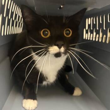 Blue Raspberry -  Domestic Short Hair Cat for Adoption in Charlottesville, Virginia - Blue Raspberry | PetCurious