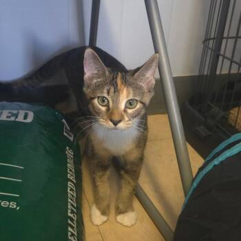 Small Pox -  Domestic Short Hair Cat for Adoption in Warwick, Rhode Island - Small Pox | PetCurious