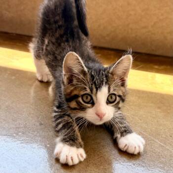 Emerson -  Domestic Short Hair Cat for Adoption in Green Bay, Wisconsin - Emerson | PetCurious