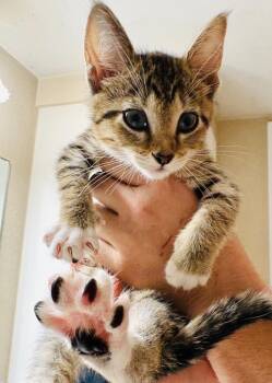 Pocus -  Domestic Short Hair Cat for Adoption in Valley Park, Oklahoma - Pocus | PetCurious
