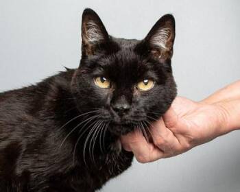 Adrian -  Domestic Short Hair Cat for Adoption in Longmont, Colorado - Adrian | PetCurious