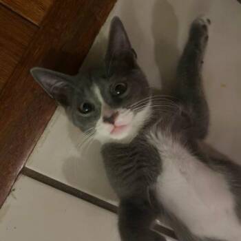 Pebbles -  Domestic Short Hair Cat for Adoption in Gaithersburg, Maryland - Pebbles | PetCurious