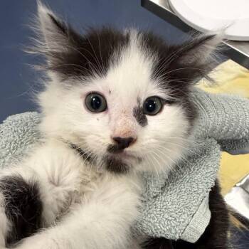 Domestic Medium Hair Cats Available for Adoption in Greensboro, North Carolina - Fidget | PetCurious