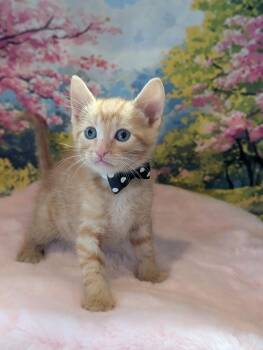 Flax -  Tabby and Domestic Short Hair Cat for Adoption in Fremont, California - Flax | PetCurious