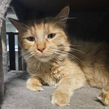 Domestic Long Hair Cats Available for Adoption - Angel Lynn | PetCurious
