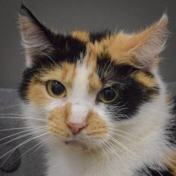 Calico and Domestic Medium Hair Cats Available for Adoption in Huntley, Illinois - Cali | PetCurious