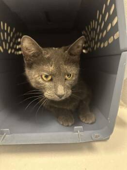 Sea Moss -  Domestic Short Hair Cat for Adoption in Kansas City, Missouri - Sea Moss | PetCurious