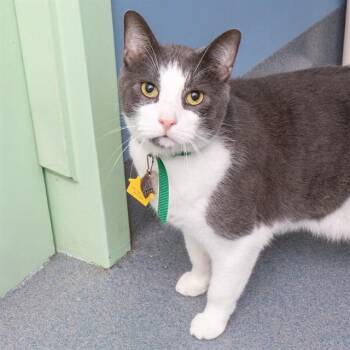 BEAR -  Domestic Short Hair Cat for Adoption in St. Louis, Missouri - BEAR | PetCurious