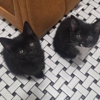 Domestic Short Hair Cats Available for Adoption in Philadelphia, Pennsylvania - Cereal & Cheese Fries | PetCurious