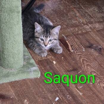 Rescue Domestic Short Hair Cats for Adoption in Berwick, Pennsylvania - Saquon | PetCurious