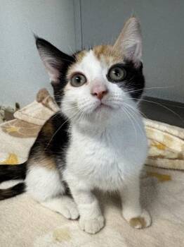 Fig -  Domestic Short Hair Cat for Adoption in Orland Hills, Illinois - Fig | PetCurious