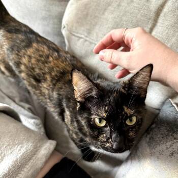 Domestic Short Hair Cats Available for Adoption in Fort Worth, Texas - Turtle | PetCurious