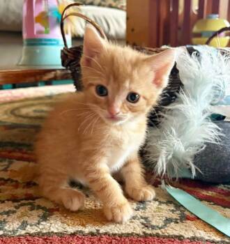 Domestic Short Hair Cats Available for Adoption in Medford, Wisconsin - Winslow | PetCurious