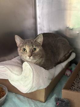 Sky High -  Domestic Short Hair Cat for Adoption - Sky High | PetCurious