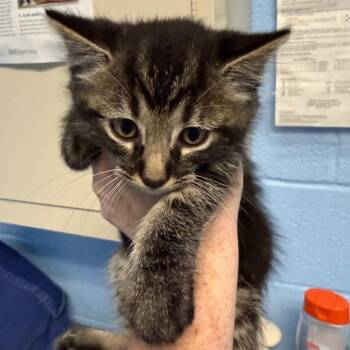 Blancas -  Domestic Short Hair Cat for Adoption in Nashville, Tennessee - Blancas | PetCurious