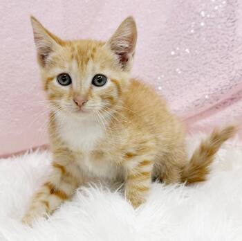 Rosy Maple wins the heart of everyone she meets - RARE ORANGE KI -  Tabby Cat for Adoption in Bedford Hills, New York - Rosy Maple Wins The Heart Of Everyone She Meets - RARE ORANGE KI | PetCurious