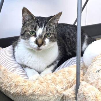 Domestic Short Hair Cats Available for Adoption in Fort Wayne, Indiana - Sheehan | PetCurious