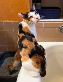 Miss Marble -  American Shorthair Cat for Adoption in Meeker, Oklahoma - Miss Marble | PetCurious